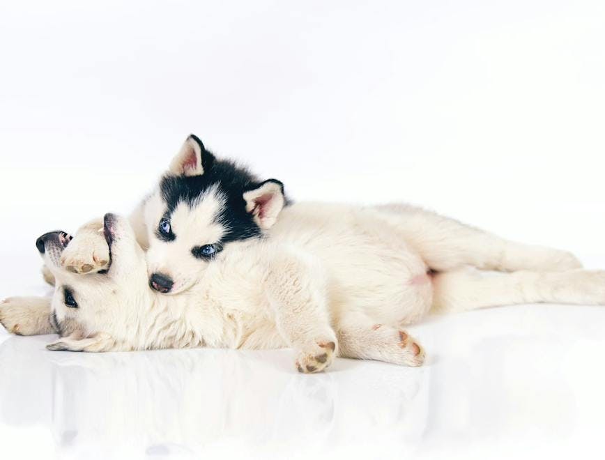 puppy pet mammal dog animal canine